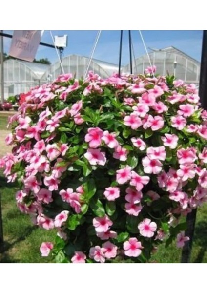 Look Cezayir Menekşesi Çiçeği Tohumu Ekim Seti TH-DSHNLLKSET200 modelleri