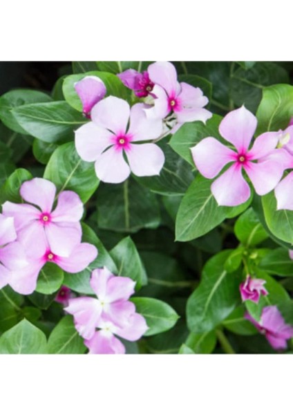 Look Cezayir Menekşesi Çiçeği Tohumu Ekim Seti TH-DSHNLLKSET200 fırsatları