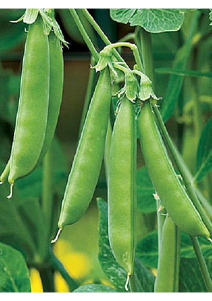 Garden Doğal Bezelye Tohumu 50 Ad. Tohum
