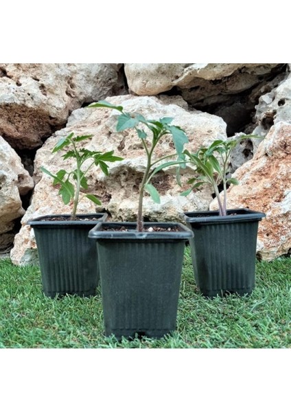 Kare Saksı 40 Adet 8X8X9 cm Vakum Saksı Ucuz Saksı Üretim Saksısı Fide Saksısı Siyah Saksı modelleri