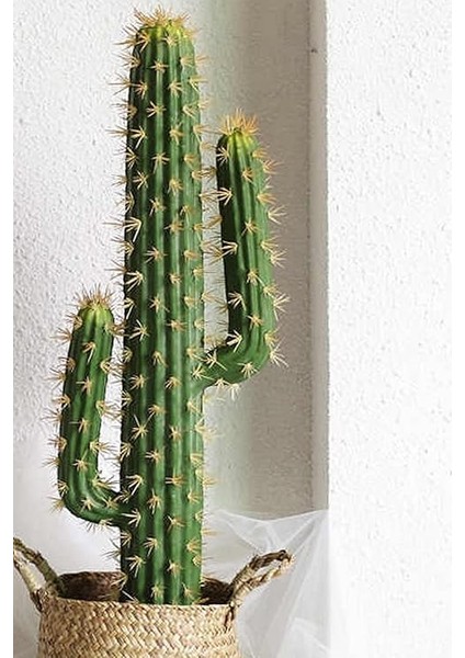 Look Arizona Çöl Kaktüsü Tohumu / 5 Adet Tohum TH-THMCMTHM430 fırsatları