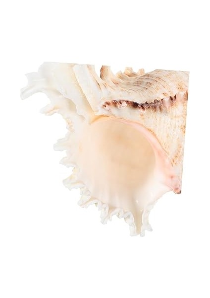 Küçük Kabuklu Düdük, Doğal Deniz Kılıf Kolye Düdük Müzik Severler Için Seyahat Plaj Dekorasyonları Deniz Kabuklu Kolyeler modelleri