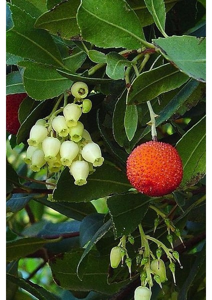 Look Yabani Dağ Çileği Tohumu / 20 Adet Dağ Çileği Tohumu TH-THMCMTHM408 modelleri