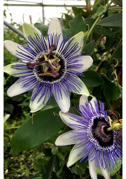 Look Çarkıfelek Çiçeği, Passiflora Tohumu / 5 Adet Tohum TH-THMCMTHM336 fiyatları