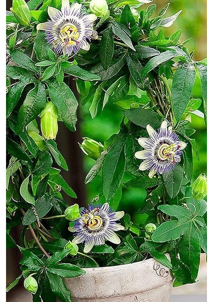 Look Çarkıfelek Çiçeği, Passiflora Tohumu / 5 Adet Tohum TH-THMCMTHM336 indirimleri