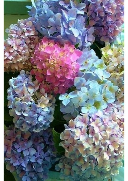 Look 15 Adet Soft Renkli Karışık Ortanca Çiçeği Tohumu TH-2022DSHNGLKTHM169