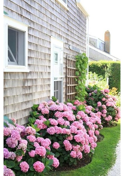 Look 15 Adet Pembe Renkli Ortanca Çiçeği Tohumu TH-2022DSHNGLKTHM177