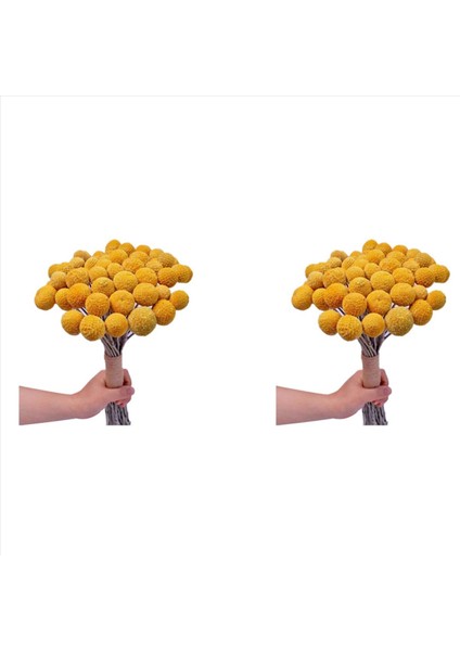 40X Doğal Kurutulmuş Çiçek Sarı Top Buket Bunch Gerçek Taze Hasat Kurutulmuş Bitki Grubu Ev El Sanatları Için Dekorasyon (Yurt Dışından)