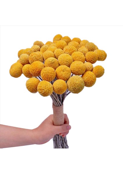 40X Doğal Kurutulmuş Çiçek Sarı Top Buket Bunch Gerçek Taze Hasat Kurutulmuş Bitki Grubu Ev El Sanatları Için Dekorasyon (Yurt Dışından) fiyatları