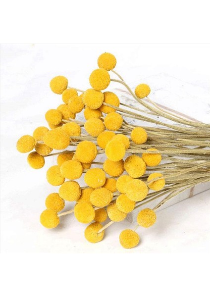 40X Doğal Kurutulmuş Çiçek Sarı Top Buket Bunch Gerçek Taze Hasat Kurutulmuş Bitki Grubu Ev El Sanatları Için Dekorasyon (Yurt Dışından) indirimleri