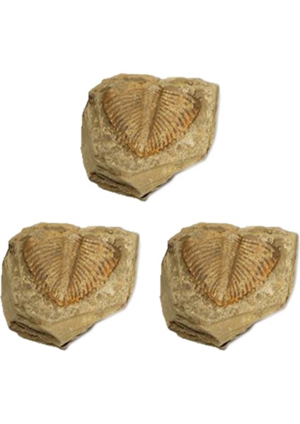 3 Adet Doğal Trilobit Kuyruk Fosil Antik Fosiller Öğretim Örnekleri Koleksiyonu (Yurt Dışından)