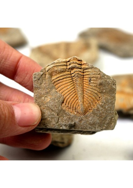 3 Adet Doğal Trilobit Kuyruk Fosil Antik Fosiller Öğretim Örnekleri Koleksiyonu (Yurt Dışından) fiyatları