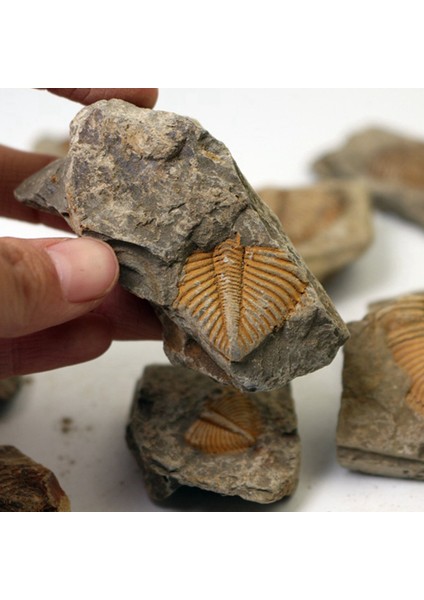 3 Adet Doğal Trilobit Kuyruk Fosil Antik Fosiller Öğretim Örnekleri Koleksiyonu (Yurt Dışından) modelleri