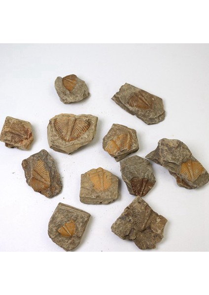 3 Adet Doğal Trilobit Kuyruk Fosil Antik Fosiller Öğretim Örnekleri Koleksiyonu (Yurt Dışından) fırsatları