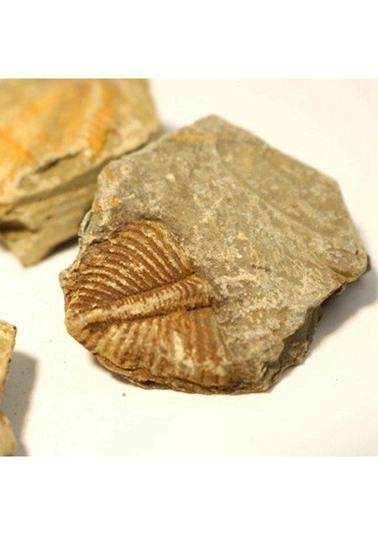 3 Adet Doğal Trilobit Kuyruk Fosil Antik Fosiller Öğretim Örnekleri Koleksiyonu (Yurt Dışından) indirimleri