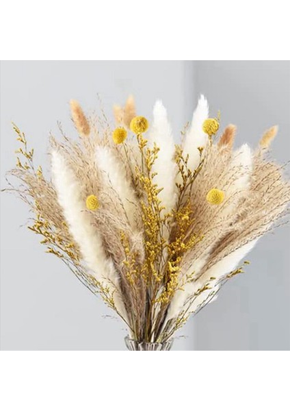 Pampas Çim Dekor 130PCS 17 5 Inç Doğal Kurutulmuş Pampas Bitkileri -Fluffy Kurutulmuş Çiçekler ve Beyaz Pampa (Yurt Dışından) fiyatları