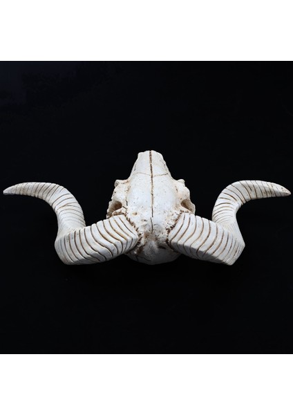 Yin Yang Dream Catcher Dairesel Ağ Tüyler ve Reçine Koyun Baş Kafatası Baş Duvarı Asılı 3D Hayvan Longhorn (Yurt Dışından) modelleri