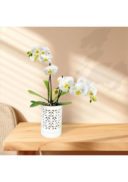 Delikli 3x Orkide Kaplar Repotting Için 4 Inç Seramik Orkide Tencere Çiçek Ekici Tenceresi Açık Nefes Alabilen Beyaz (Yurt Dışından) indirimleri