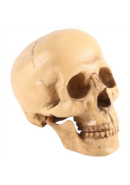 Model 1 1 Reçine Insan Kafatası Anatomik Öğretim Dekorasyonu Sarı (Yurt Dışından)