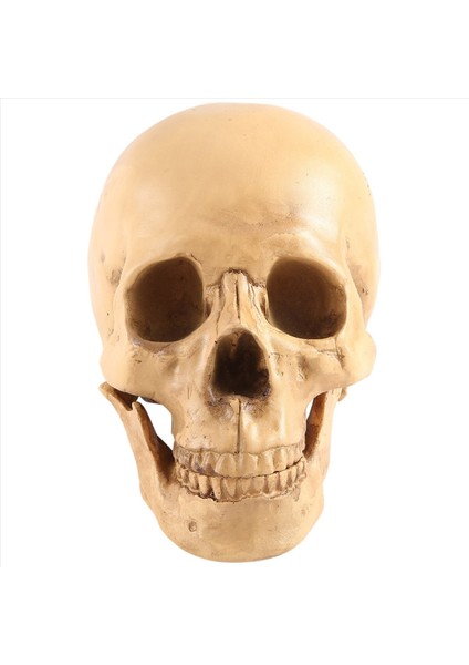 Model 1 1 Reçine Insan Kafatası Anatomik Öğretim Dekorasyonu Sarı (Yurt Dışından) fiyatları