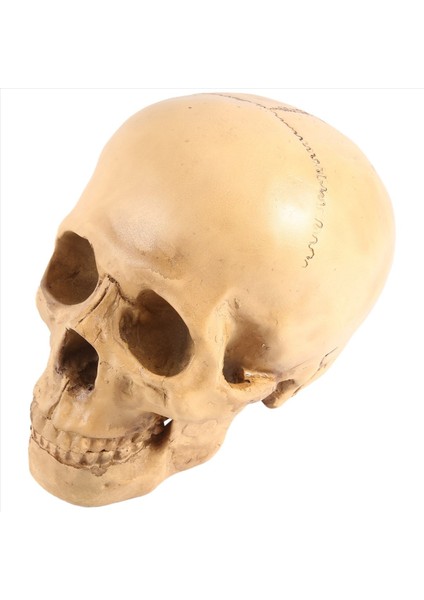 Model 1 1 Reçine Insan Kafatası Anatomik Öğretim Dekorasyonu Sarı (Yurt Dışından) modelleri