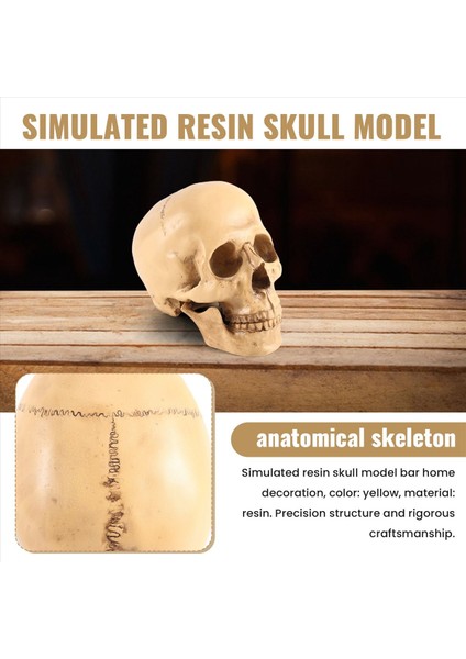 Model 1 1 Reçine Insan Kafatası Anatomik Öğretim Dekorasyonu Sarı (Yurt Dışından) fırsatları