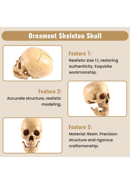 Model 1 1 Reçine Insan Kafatası Anatomik Öğretim Dekorasyonu Sarı (Yurt Dışından) indirimleri