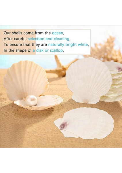 30 Adet Doğal Deniz Kabuğu Büyük Beyaz 4-4 7 Inç Tarak Kabukları Dıy Zanaat Yemek Pişirme ve Daha Fazlası Için (Yurt Dışından) indirimleri