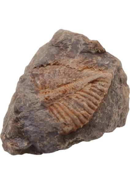1 Adet Doğal Trilobit Kuyruk Fosil Antik Fosiller Öğretim Örnekleri Koleksiyonu (Yurt Dışından)