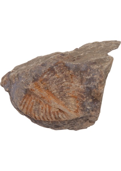 1 Adet Doğal Trilobit Kuyruk Fosil Antik Fosiller Öğretim Örnekleri Koleksiyonu (Yurt Dışından) modelleri