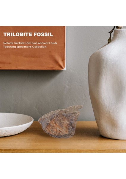1 Adet Doğal Trilobit Kuyruk Fosil Antik Fosiller Öğretim Örnekleri Koleksiyonu (Yurt Dışından) fırsatları