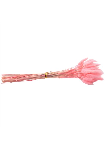 60PCS Sonbahar Kurutulmuş Çiçekler Tavşan Kuyrukları Kurutulmuş Çiçekler Lagurus Ovatus Tavşan Kuyruk Çim Kurutulmuş Çiçek (Pembe) (Yurt Dışından) fiyatları