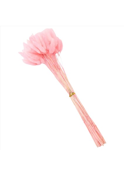 60PCS Sonbahar Kurutulmuş Çiçekler Tavşan Kuyrukları Kurutulmuş Çiçekler Lagurus Ovatus Tavşan Kuyruk Çim Kurutulmuş Çiçek (Pembe) (Yurt Dışından) indirimleri