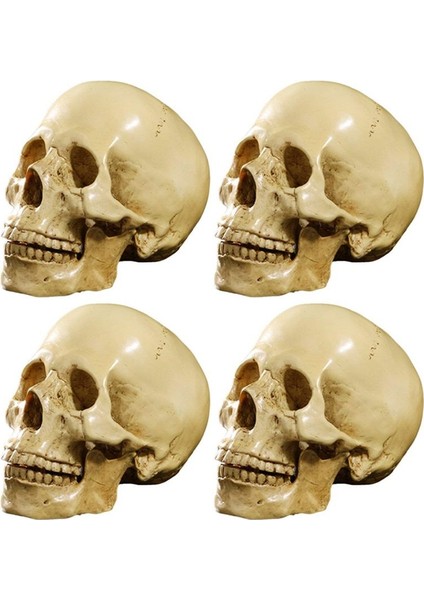 4x Model 1 1 Reçine Insan Kafatası Anatomik Öğretim Dekorasyonu Sarı (Yurt Dışından)