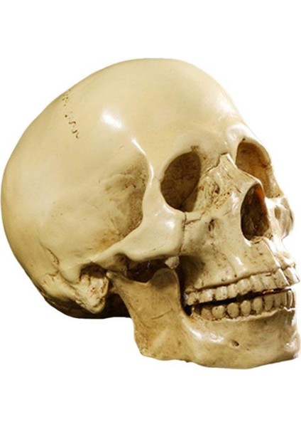 4x Model 1 1 Reçine Insan Kafatası Anatomik Öğretim Dekorasyonu Sarı (Yurt Dışından) modelleri