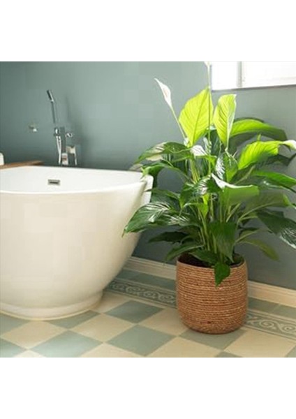 Seagrass Saksı - Dokuma Bitki Tenceresi - Boho Tarzında Plastik Film Ekli Dekoratif Bitki Sepeti M (Yurt Dışından) modelleri