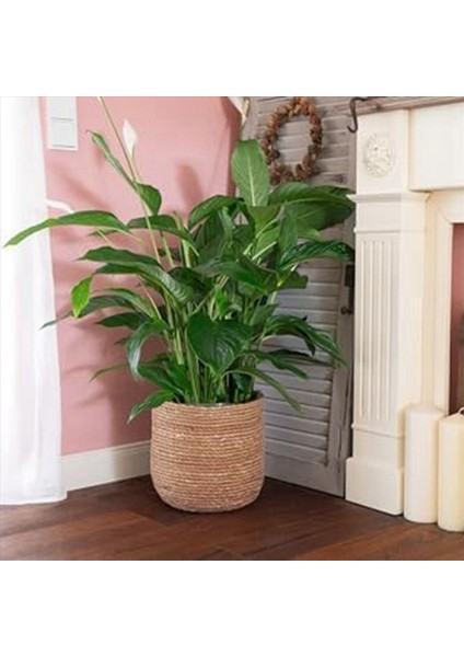 Seagrass Saksı - Dokuma Bitki Tenceresi - Boho Tarzında Plastik Film Ekli Dekoratif Bitki Sepeti M (Yurt Dışından) fırsatları