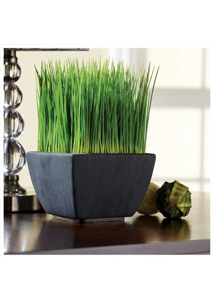 Sert Yüzeyler (1/2 Inç x 60 Inç) Kahverengi Için 4x Kendi Kendine Yapışan Ağır Hizmet Keçe Şerit Rulosu (Yurt Dışından) modelleri