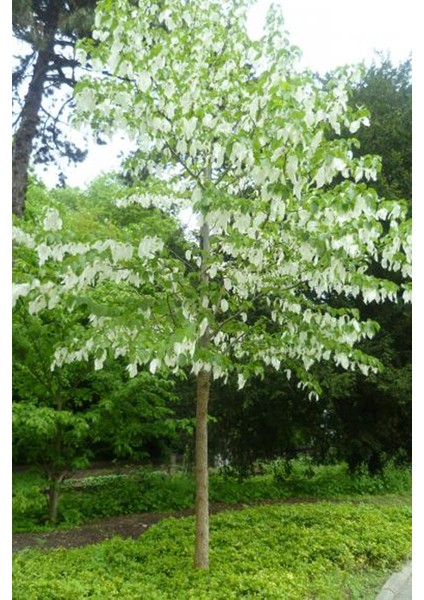 Mendil Ağacı Yağı 100 ml indirimleri