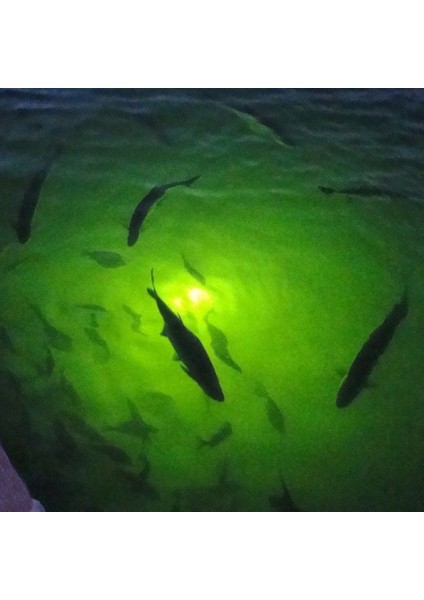 70W Dc 12V LED Fishing Işık 108 LED Yem Sivil Balıkçılık Işığı Sualtı Crappie Yeşil Gece Balıkçılık Bulucu (Yurt Dışından) fırsatları