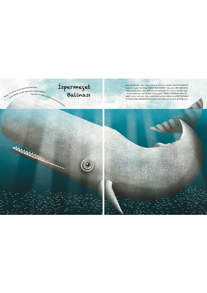 Devasa Deniz Hayvanlarının Büyük Kitabı: Minik Deniz Hayvanlarının Küçük Kitabı (Ciltli) - Cristina Banfi