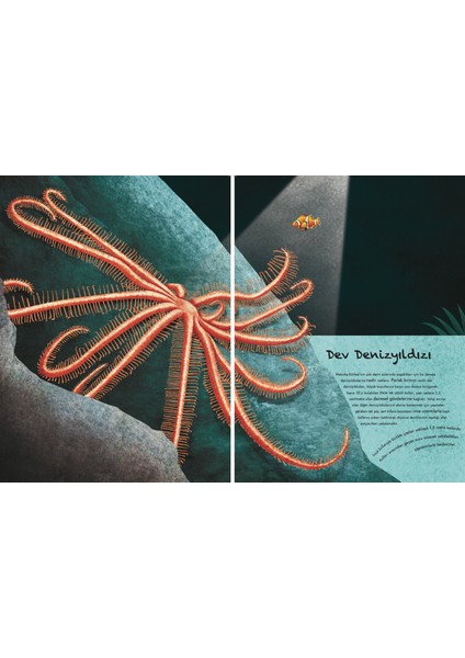 Devasa Deniz Hayvanlarının Büyük Kitabı: Minik Deniz Hayvanlarının Küçük Kitabı (Ciltli) - Cristina Banfi