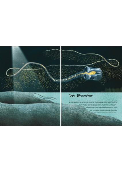 Devasa Deniz Hayvanlarının Büyük Kitabı: Minik Deniz Hayvanlarının Küçük Kitabı (Ciltli) - Cristina Banfi