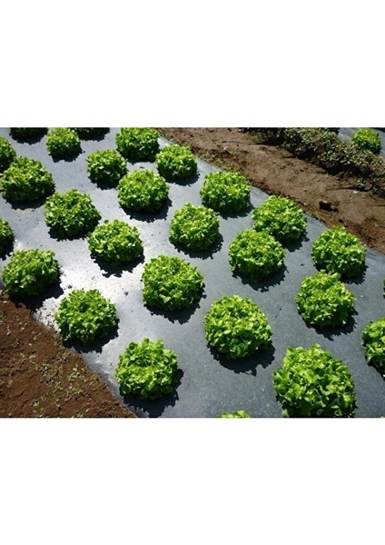 Malç Çilek Naylonu – Sera Taban Örtüsü Siyah Dayanıklı Bahçe Bitki Koruma Brandası - 1,3 M x 500 M