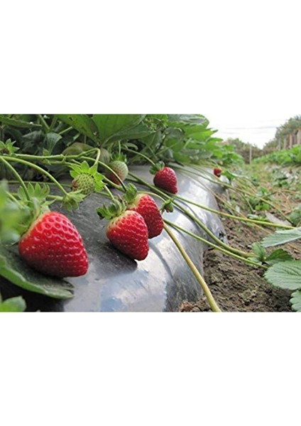 Malç Çilek Naylonu – Sera Taban Örtüsü Siyah Dayanıklı Bahçe Bitki Koruma Brandası - 1,2 M x 500 M fiyatları