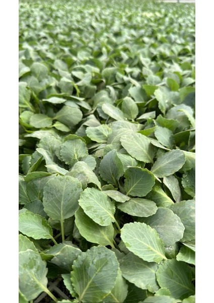 Sarmalık Beyaz Lahana Fidesi ( 6 Adet ) modelleri