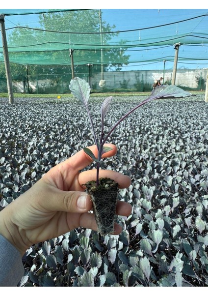 Kırmızı Lahana Fidesi ( 6ADET )