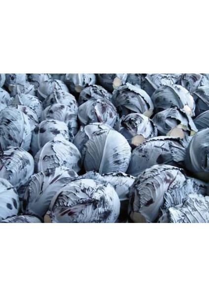 Kırmızı Lahana Fidesi ( 6ADET ) fiyatları