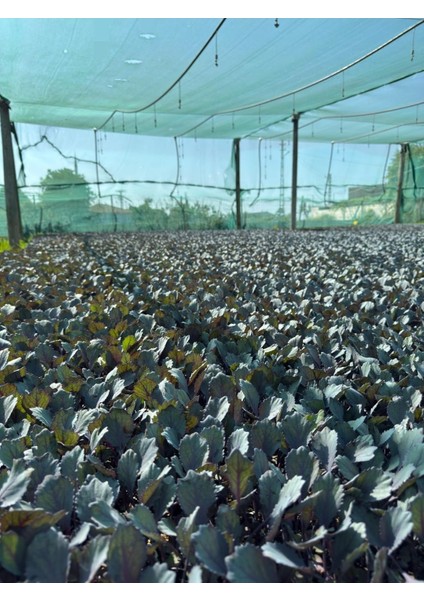 Kırmızı Lahana Fidesi ( 6ADET ) modelleri