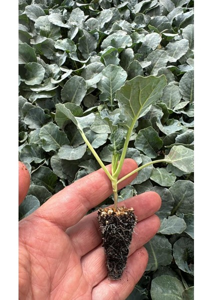 Karnabahar Fidesi 6 Adet